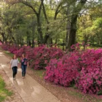 AE72693E-F1C8-4337-AA8D-750747EDC4DA