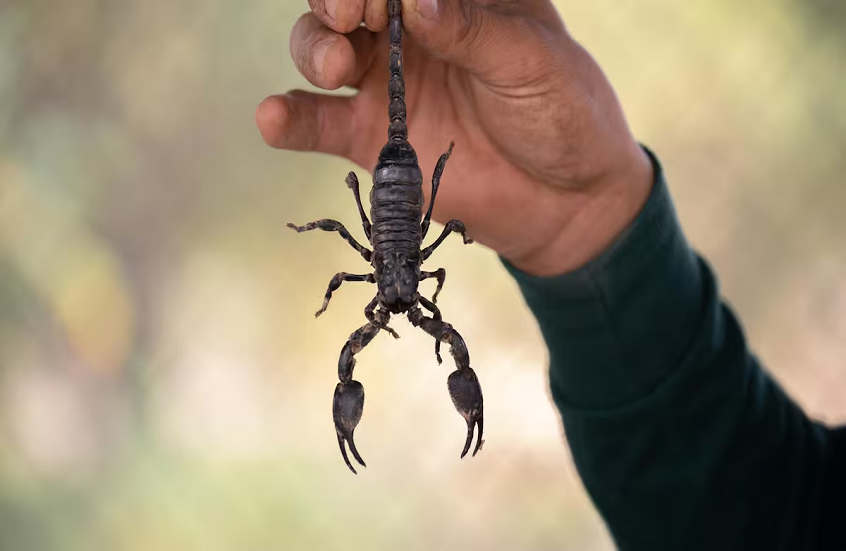 مصر.. هجمات عقارب سامة بسبب عواصف جوية