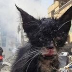 ضحايا صامتة!