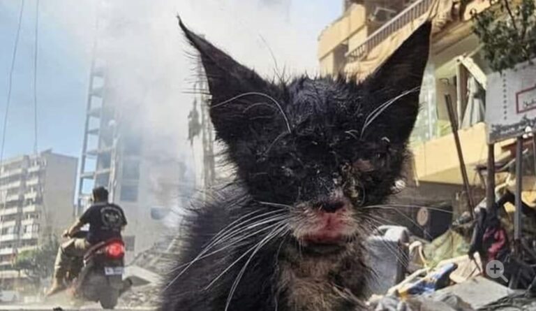 ضحايا صامتة!