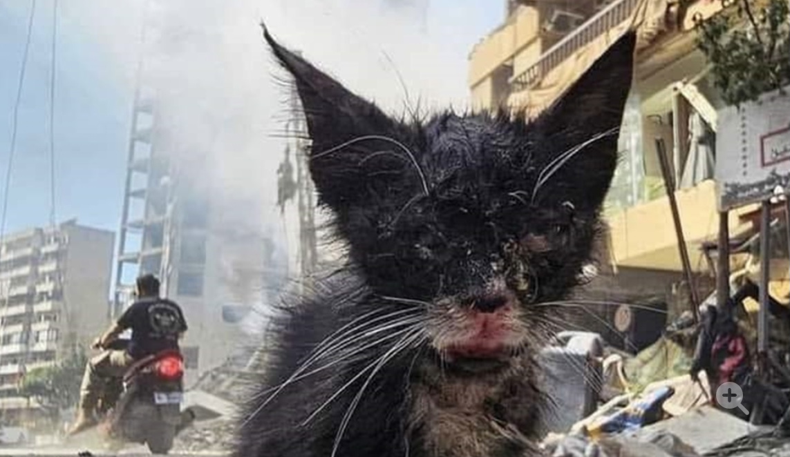 ضحايا صامتة!