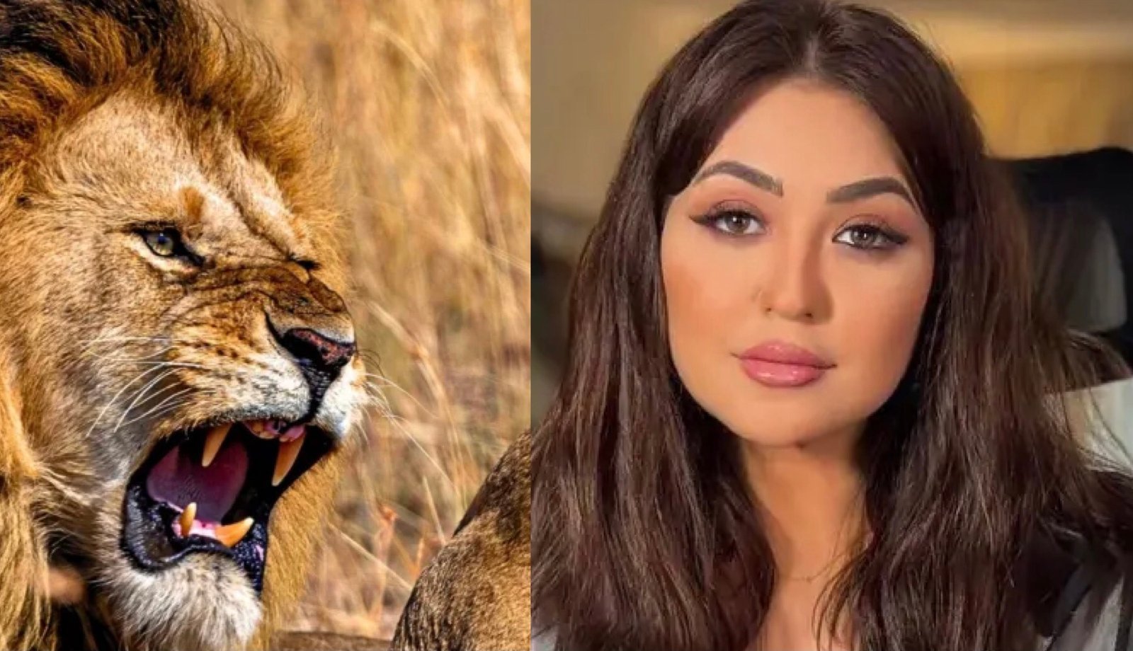 أسد يهاجم إعلامية مصرية أثناء التصوير.. ماذا حدث؟