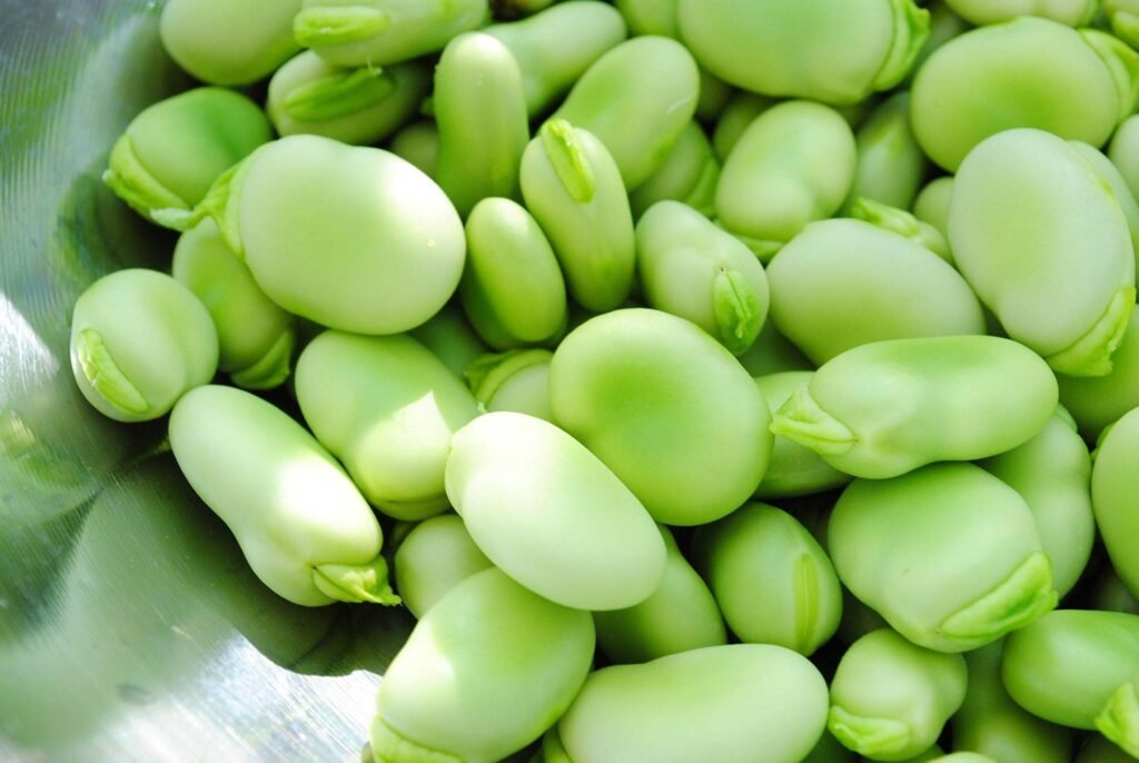 الفول الأخضر من خضار الربيع الشهية